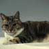 C.C. Kitty