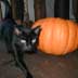 Halloween Cat